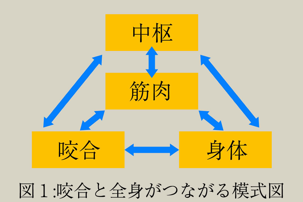 咬合とのネットワーク